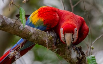 Great News – Macaw Chicks at Tambopata Reseach Center