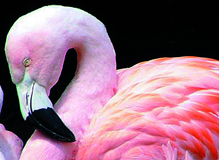 Flamingo, Chile