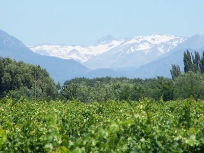 vineyards, Chile