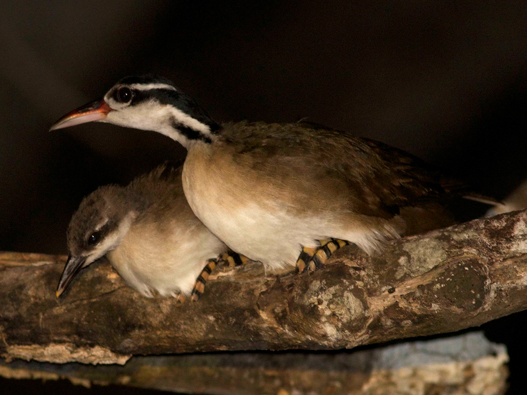 Birding at Lamanai