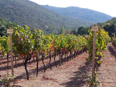 vineyard central chile