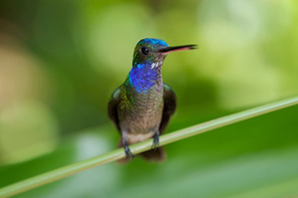 Selva Bananito Hummingbird