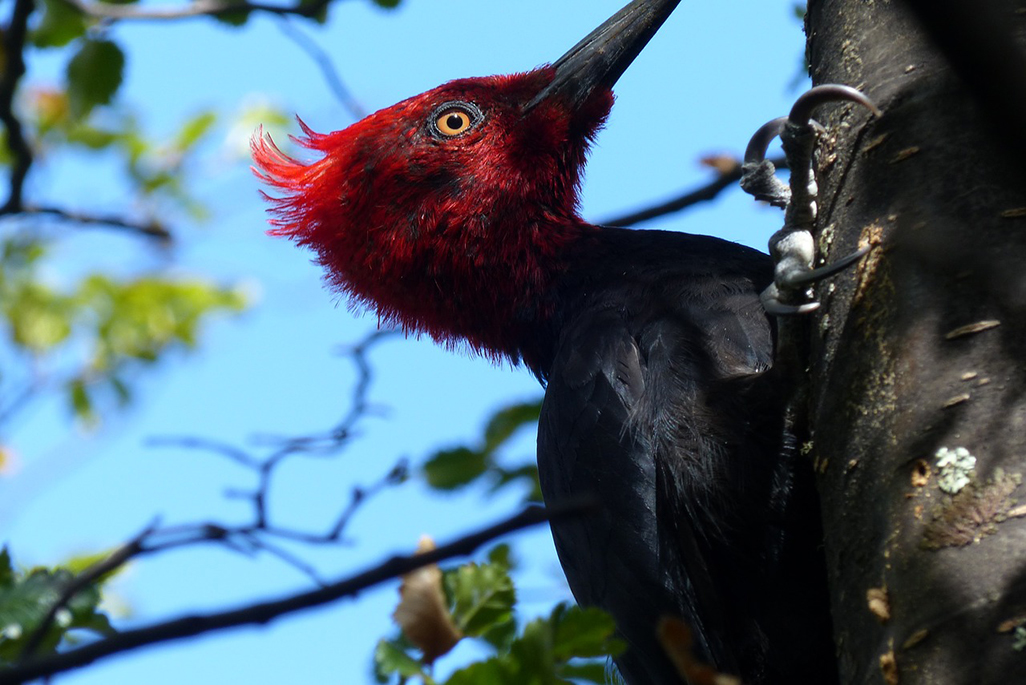 cerro castillo woodpecker