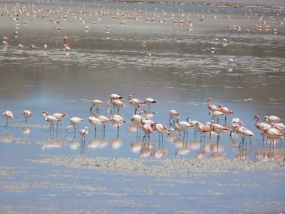 flamingos, Atacama, Chile